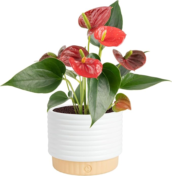 Costa Farms Anthurium, Flamingo Flower Live Plant in Decorative Pot, Air Purifying Flowering Indoor Houseplant, Home, Room, or Office Decor, House Warming or Birthday Gift, 10-14 Inches Tall