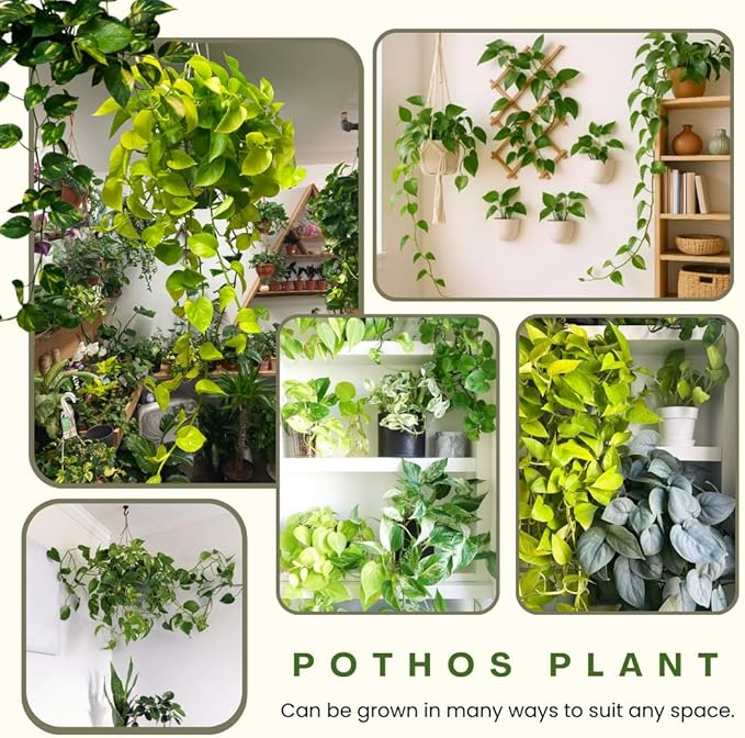 3 Mixed Pothos Live Plants in 4 Inch Pot, 3-6" Live Pothos Plant, Assorted Vine Houseplant for Hanging Basket, Garden Pots