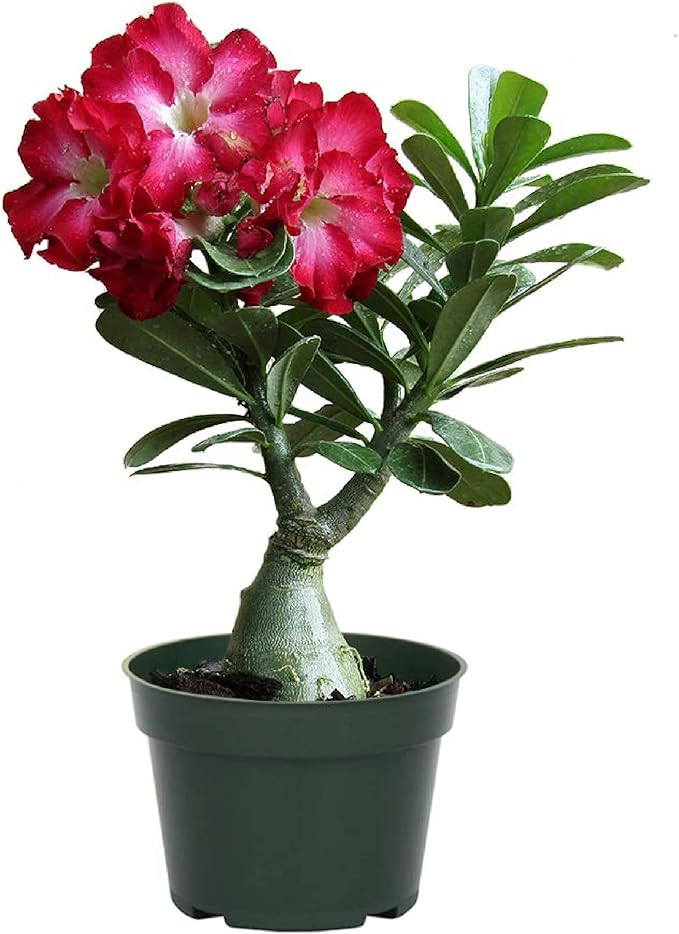 American Plant Exchange Desert Rose – Live 5-Inch Potted Flowering Succulent, Drought-Tolerant Bonsai-Style Plant for Indoor & Outdoor Gardens, Patios, and Home Décor