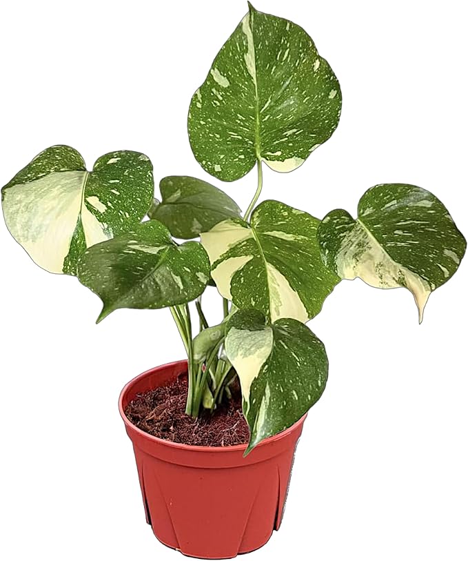 CoollectivePlants Monstera Thai Constellation - Live 6″ Variegated Houseplant in Growers Pot, Easy Care Indoor Plant, Thai Constellation Monstera Live Plant for Home or Office Décor