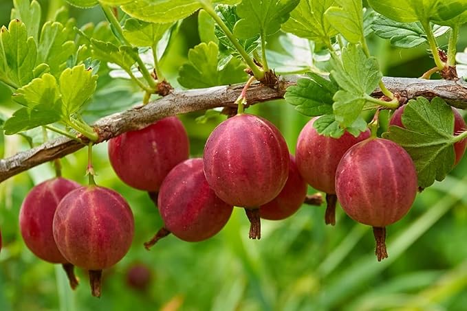Red Gosseberry Bush Seedling for Growing - 1 Year Well Rooted Plants - Ready to Plant - Hinnomaki Gooseberry (2 Seedlings)