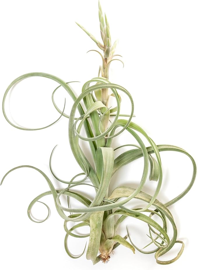 Air Plant Shop 5 Pack Tillandsia Curly Slim (T. Intermedia x T. Streptophylla) Air Plant - Succulents - Live Tillandsia - Easy Care Indoor and Outdoor House Plants