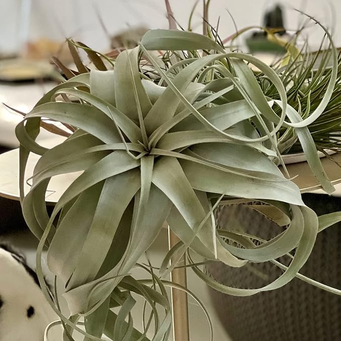 ragnaroc Live Air Plant - Tillandsia Xerographica, Jumbo 6-9” - 3 ct - Ideal for Gifts & Presents, Live Indoor Plants & Live House-Plants – Live Plants for Home décor