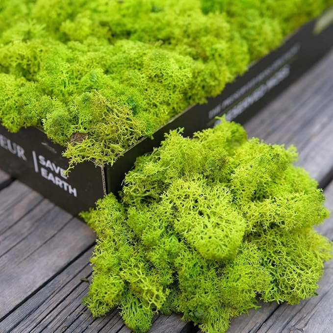 prefleur Preserved Reindeer Moss Natural Green DIY Kit Gardenning Art Wall Decor Florist Decor Easter Table Decor Wedding