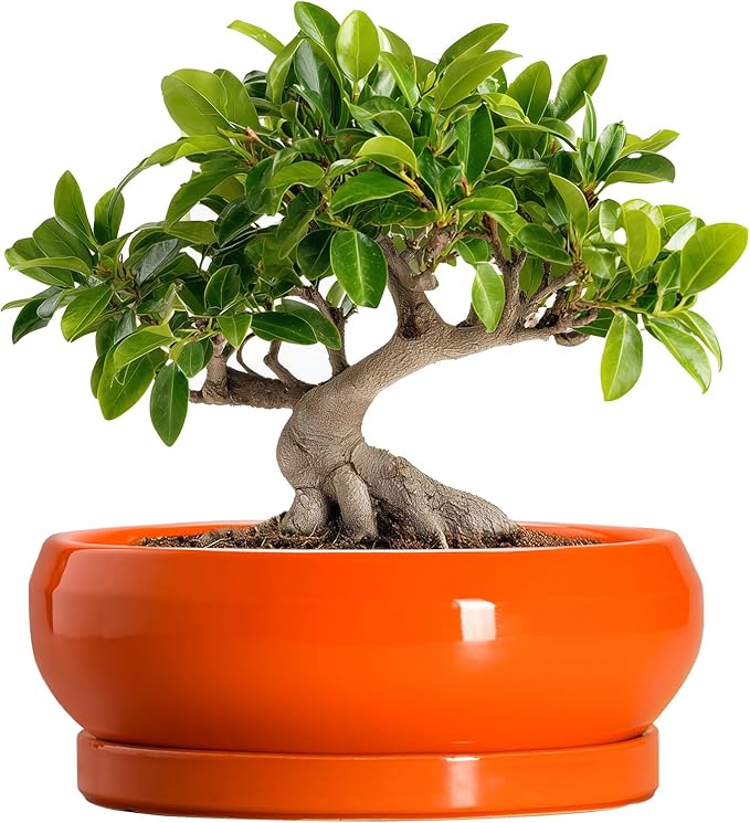 EPFamily Bonsai Tree Pots - 10 Inch Ceramic Pots for Succulent Indoor Outdoor, Bonsai Pot with Drainage Hole and Tray, Round Planter Bowl, Shallow Planter, Home Decor, Housewarming Gift, Orange