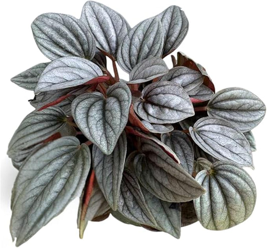 PLANTVERS Peperomia ‘Napoli Nights’ in 4" Grow Pot – Compact Live Indoor Houseplant with Silver-Green Foliage – Easy Care & Low Maintenance Houseplant – Air Purifying Plant