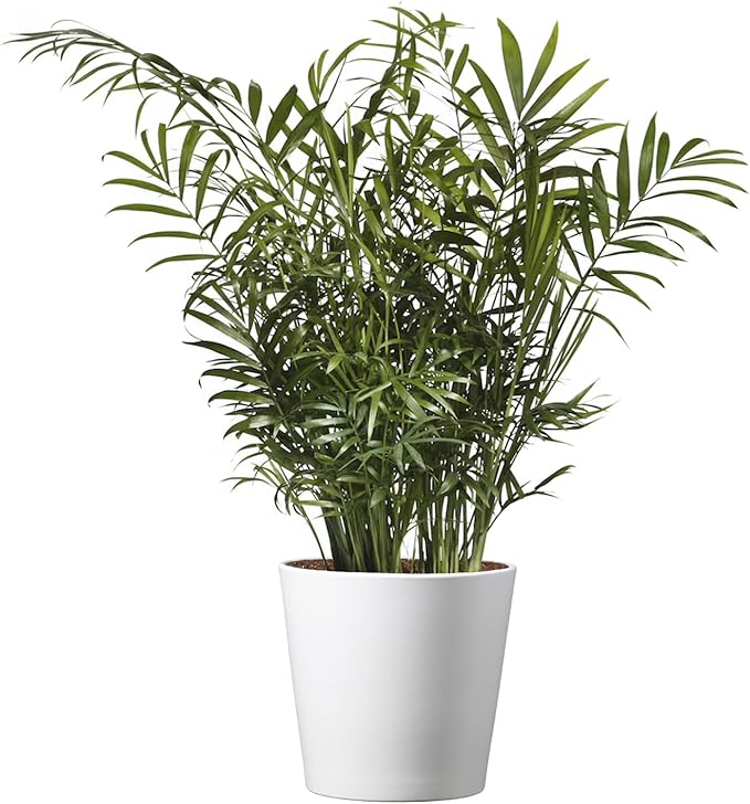 American Plant Exchange Parlor Palm – Live 6-Inch Potted Houseplant with Pot Cover, Easy-Care Air-Purifying Indoor Palm, Low-Light Tropical Plant for Home, Office, Bedroom & Indoor Décor