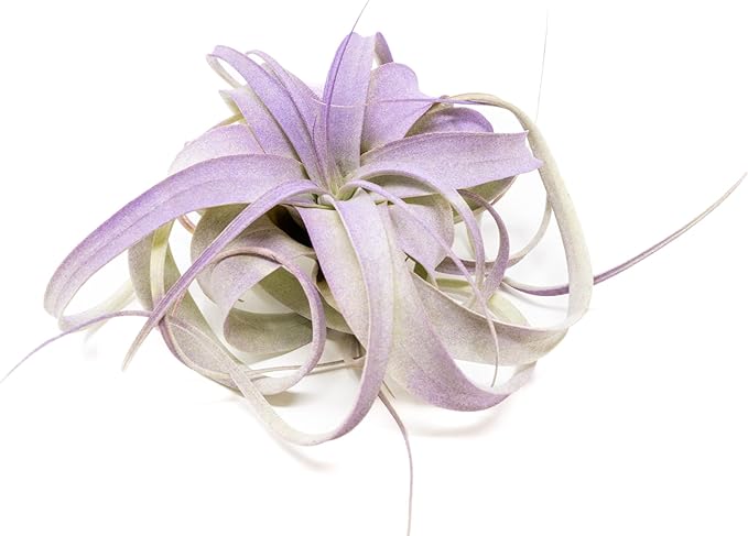 Purple Colorful Tillandsia Air Plants - Long Lasting Color Enhanced Live Tillandsia Succulent House Plants - Home and Garden Decor - Easy Care Indoor and Outdoor (Mini Xerographica, Pack of 3)