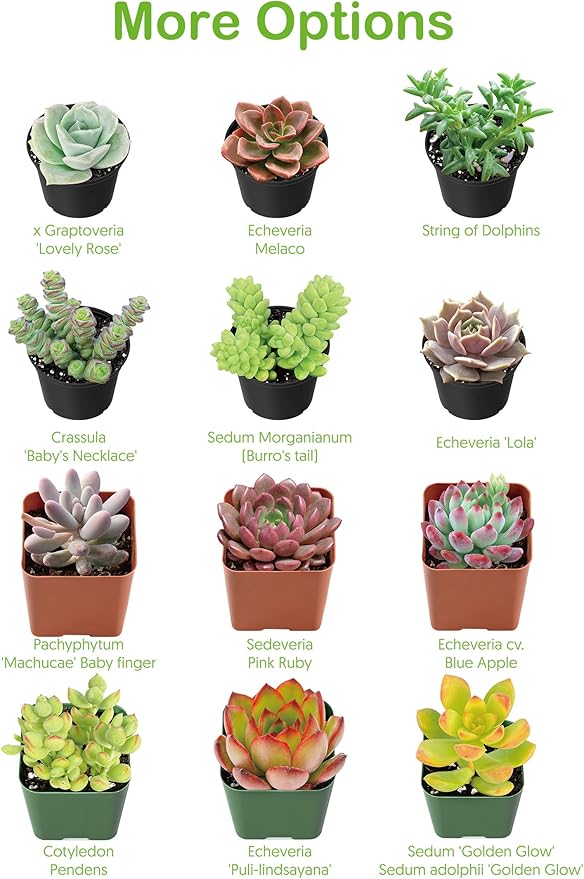 2" Live Succulent 'Cremnosedum Little Gem', Rare Succulent Plants Fully Rooted in Pots, Unique House Plant for DIY, Party Favor, Home Office Decoration