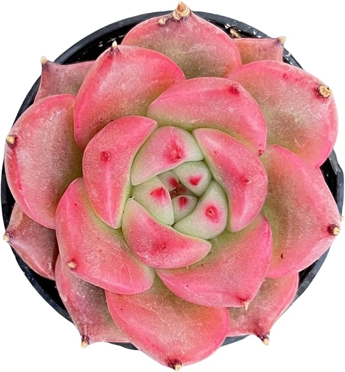 Sprout N Green Echeveria 'Honey Pink', Live Rare Succulent Potted 2" Planter, Real House Plant for Party Favors Home Indoor Outdoor Garden Wedding Decoration DIY Projects