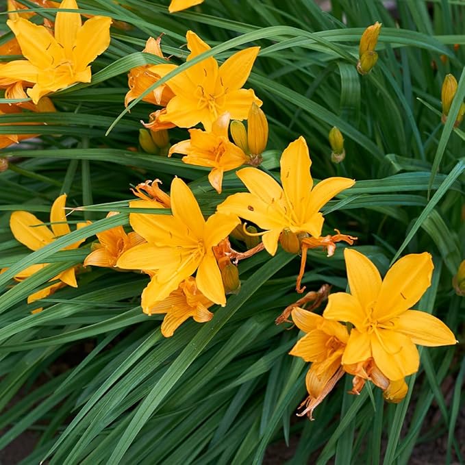 Buttered Popcorn Daylily Flower Bulbs – Large Buttery-Yellow Blooms – Easy-Grow Perennial for Pollinator-Friendly Summer Gardens (Zones 3–9) Fall Planting Spring Blooming