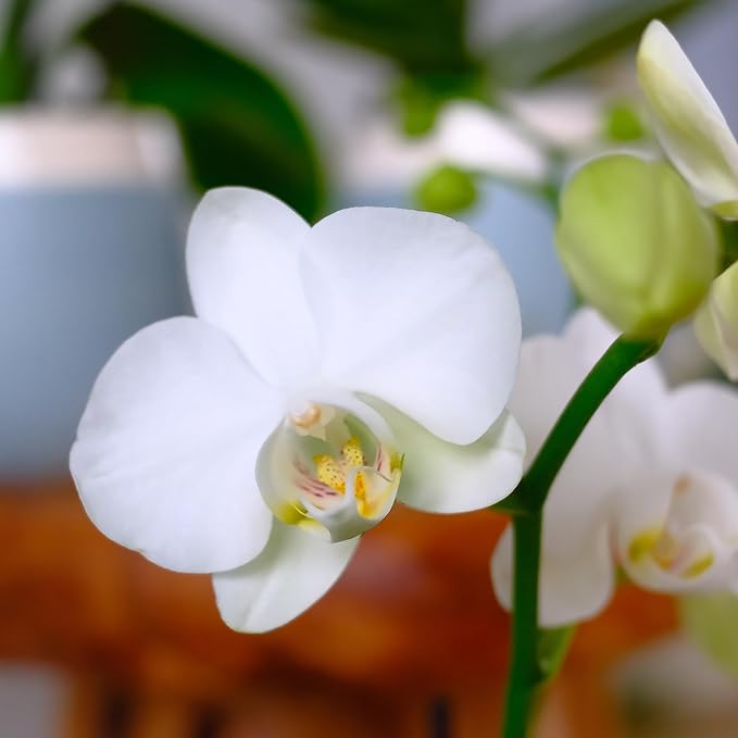 Premium White Live Orchid Plant Blooming in 3.5" Blue & White Orchid Pot, Live Plants, Houseplant Gifts, Approx. 16" Tall, Pet Friendly Houseplants, Phalaenopsis Moth Flower by Plants for Pets