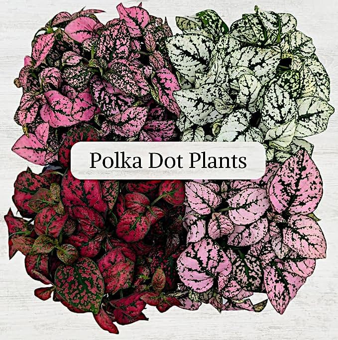 Pink Polka Dot Plant (4-Pack) - Live Houseplants, Small Indoor Plants, Hypoestes Pink- Colorful, Air-Purifying House Plants