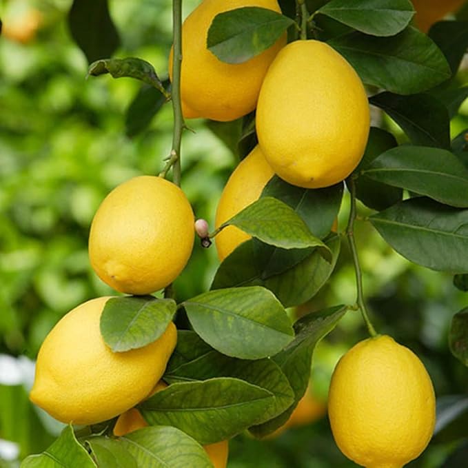 Mix Dwarf Bonsai Fruit Tree Seeds for Planting, 40+ Lemon Tree Seeds 40+ Cherry Tree 40+ Orange 40+ Apple 20+ Blueberry, Organic Fruit Seeds, 5 Variety Individual Packs