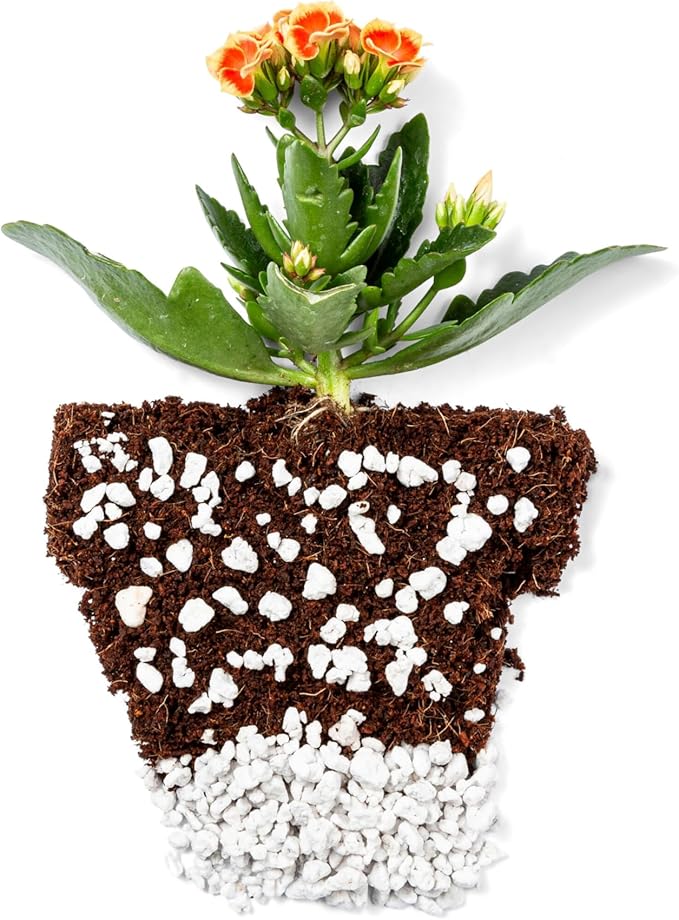 Perlite Bliss (8 Qts) - Organic Perlite for Plants Indoor Soil Amendment - Horticultural Perlite for Gardening & Seed Starting - Mix Easily with Potting Soil, Vermiculite, & Coco Coir for Plants