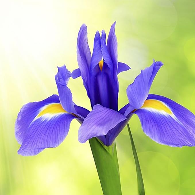 Dutch Iris ‘Telstar’ – Top-Size Bulbs for Fall Planting | Deep Blue Petals with Vibrant Yellow Accents, Hardy Dutch Variety Ideal for Borders, Beds, and Bright Spring Garden Color Displays