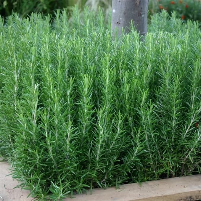 Set of 3 Blue Rosemary Plants 4–8 Inches Tall, Fragrant Herb for Culinary and Decorative Use, Outdoor Planting