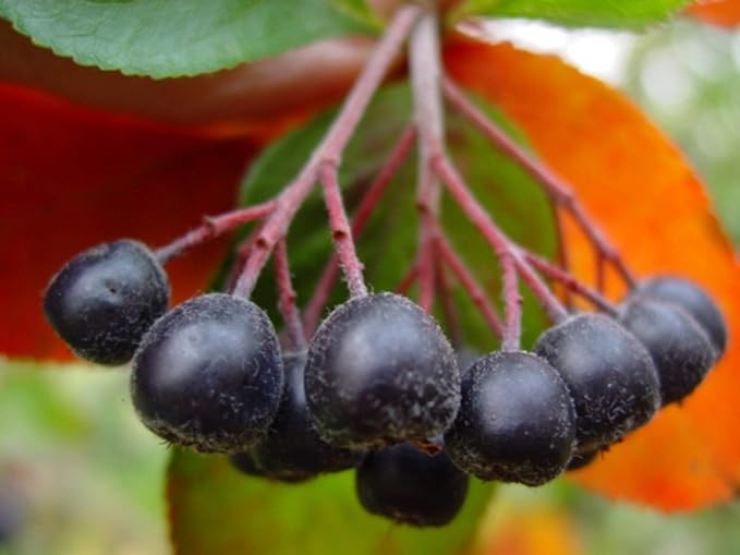 8-14" Tall Aronia melanocarpa Black Chokeberry bareroot Plant