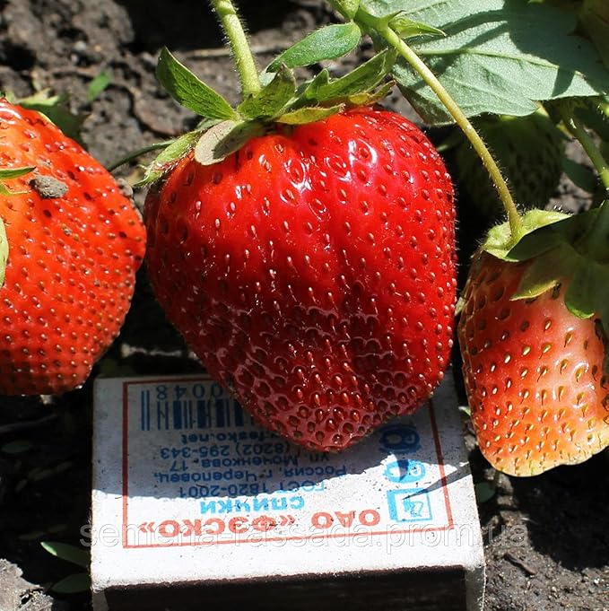 Seeds Giant Strawberry Fresca Everbearing Berries Indoor Non GMO Fruits for Planting