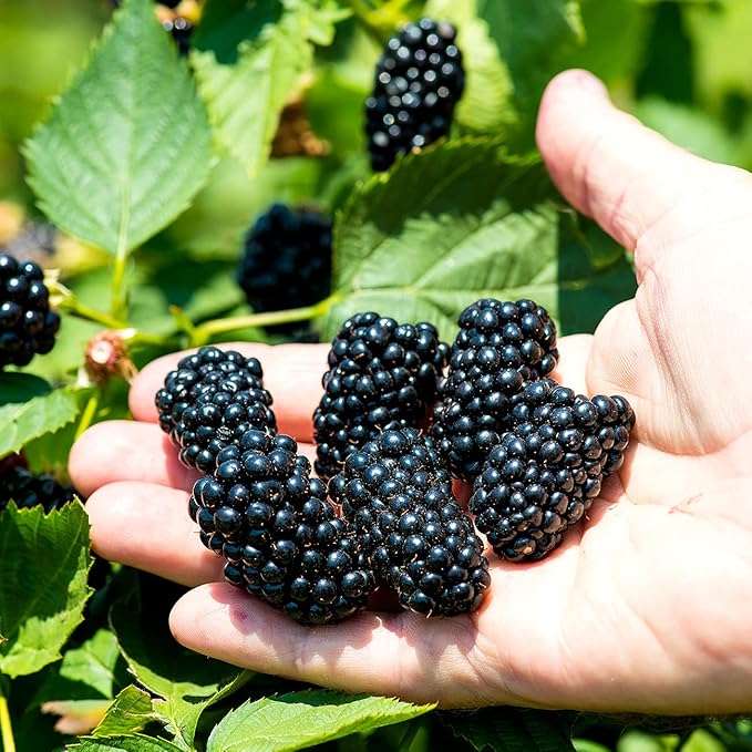 Perfect Plants PrimeArk Freedom BlackBerry Bush 1 Gallon | Live Thornless Fruit for Outdoor Planting | Large Fruits for Home Gardens | Dark Purple Berries Emerge During Early Summer