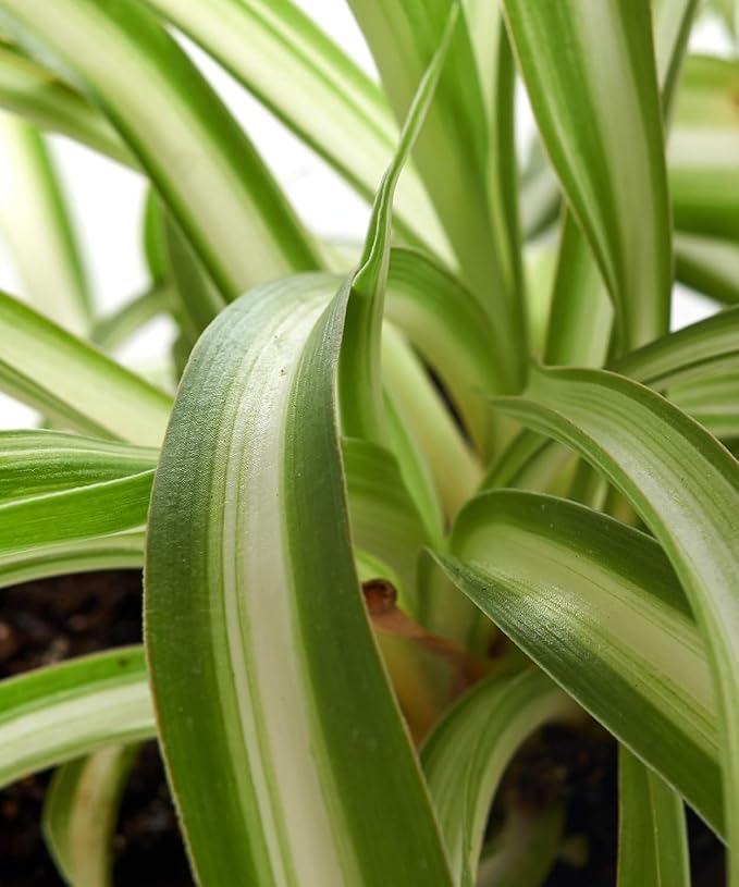Shop Succulents Spider Plant, Hanging Live Indoor Plant, Easy Care Hanging Trailing Houseplant in Nursery Pot, Air Purifying Plant in Soil, Housewarming, Home Décor, Trails 2-3 Feet