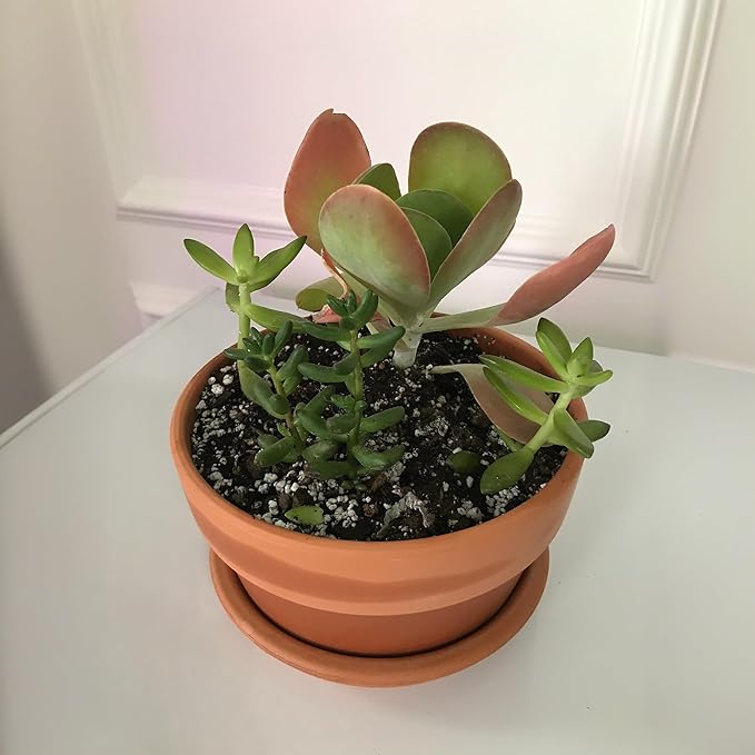 HERDUK Shallow Terracotta Pots 5 inch, Pack of 6 Clay Pots for Plants with Drainage Holes and Saucers, Mini Nursery Plant Pots for Seed, Succulents, Cactus, Indoor,Outdoor