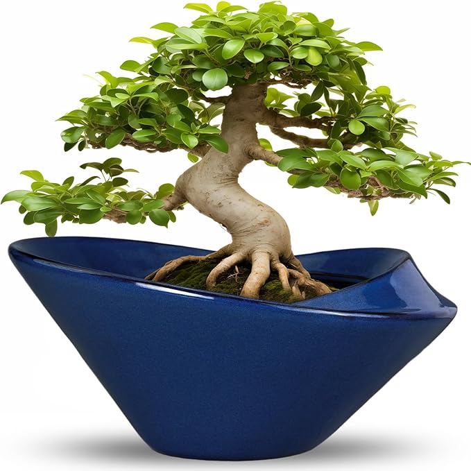 Teagas Bonsai Tree Pot 13 Inch - Ceramic Succulent Pots Large Bonsai Planter for Indoor Outdoor Plants Decorative Plant Pot with Drainage Hole Flower Pot for House Garden Room Home Decor Blue