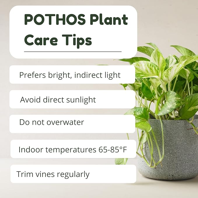 3 Mixed Pothos Live Plants in 4 Inch Pot, 3-6" Live Pothos Plant, Assorted Vine Houseplant for Hanging Basket, Garden Pots