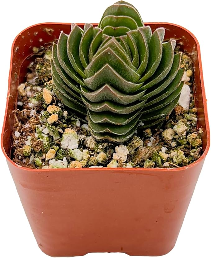 Sprout N Green Crassula cv. Buddha's Temple, Live Succulent Plant Fully Rooted in 2" Pots with Soil Mix, Real Houseplant for Indoor Outdoor Home Office Wedding Decoration Party Favor