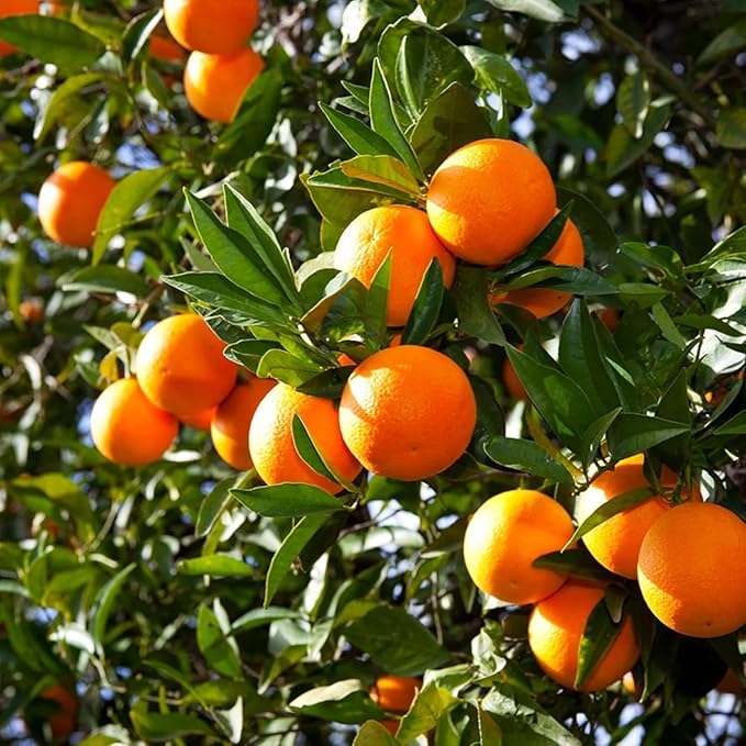 Mix Dwarf Bonsai Fruit Tree Seeds for Planting, 40+ Lemon Tree Seeds 40+ Cherry Tree 40+ Orange 40+ Apple 20+ Blueberry, Organic Fruit Seeds, 5 Variety Individual Packs