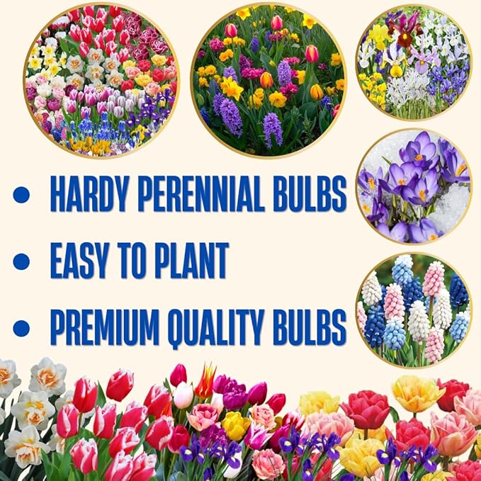 30 Mix Flower Spring Bulb Pack - Assorted Daffodils, Hyacinths and More, Easy to Plant, Colorful Hardy Perennial Vibrant Spring Blooms, Mix Flower Bulbs, Assorted Bulbs for Gardens, Borders