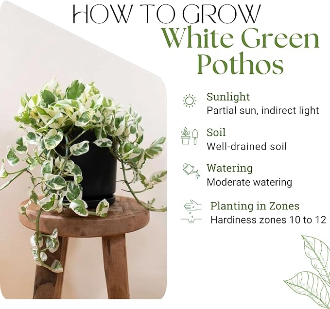 White Green Pothos Plant, Fully Rooted Live Indoor Houseplant, 3 Inc Pot