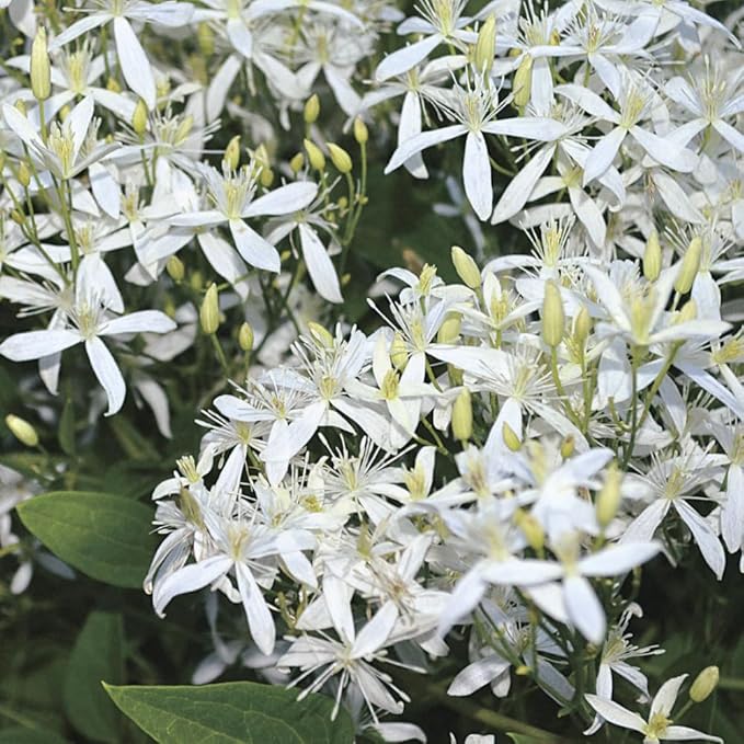 3 Sweet Autumn Clematis Plants Live Well-Rooted in 4” Pots, Fast Growing Fragrant Flowering Vine for Outdoor Garden and Trellis