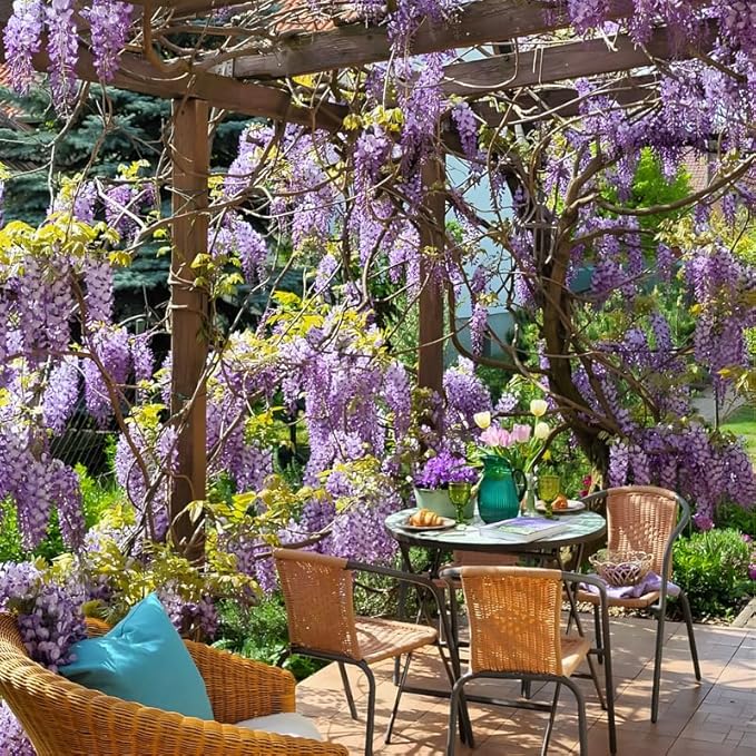 2 American Purple Wisteria Live Plant 6–12 Inch Tall | Hardy, Fragrant Purple Flower Clusters | Easy-Care Climbing Vine for Landscapes, Fences & Outdoor Garden Décor