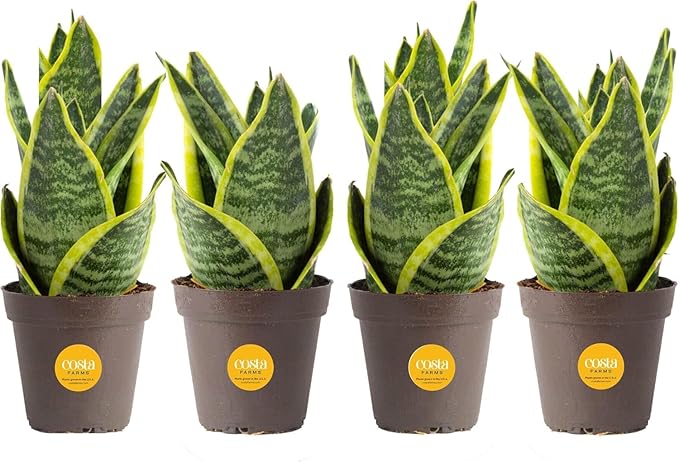 Costa Farms Snake Plant, Live Plants in Plastic Pots, Easy to Maintain, Air Purifying Indoor Succulent Houseplants, Assorted Variety, Home, Room, or Office Decor, Pack of 4, 8-12 Inches Tall