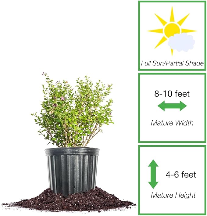Perfect Plants Goji Berry Bush in 1 Gallon Grower's Pot | Delicious Wolfberry for Outdoor Planting | Fresh Antioxidant Packed Fruits | Fully Mature for Home Gardens