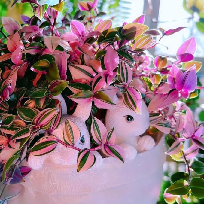 Pink Wandering Jew Live Plant in 2'' Pot, Tradescantia Nanouk Pink Wandering Jew Plants, Jew Plant Live, Live House Plants Indoor Plants, Succulent Plant, Vibrant Variegated Houseplant