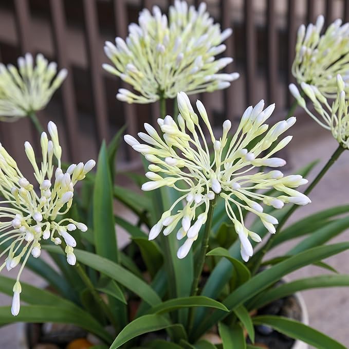 HIFORESTAR Outdoor Artificial Flowers for Porch 18.9 in Fake Plants 8 Bundles Plastic White Flower Large Faux Greenery for Outside Planter Yard Patio Decor