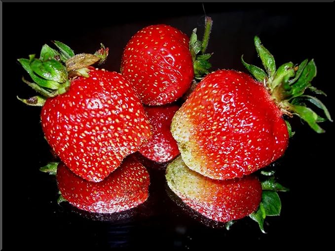 Seeds Giant Strawberry Fresca Everbearing Berries Indoor Non GMO Fruits for Planting