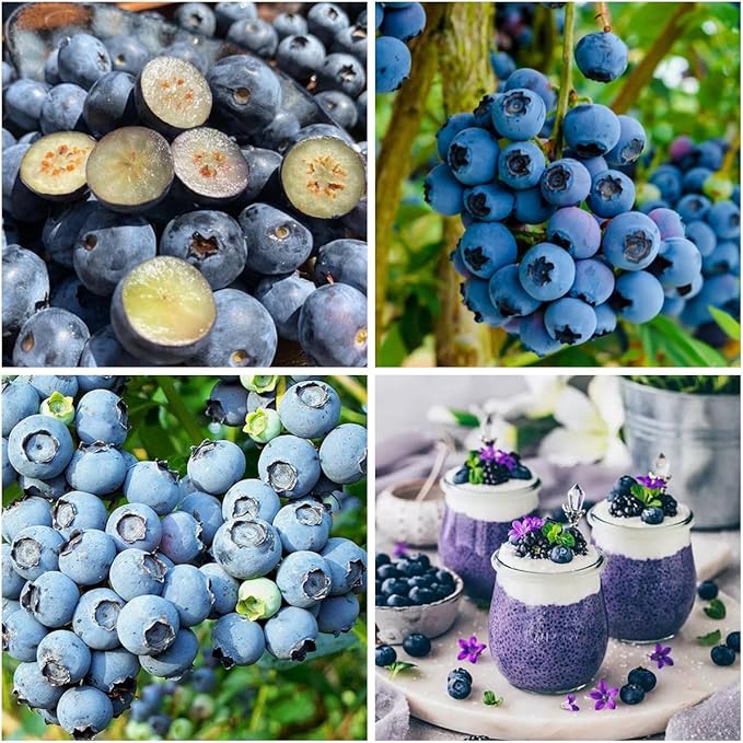500+ Blueberries Seeds Organic-Heirloom Blueberry Seeds Non GMO Fruit Tree Seed-Dwarf Blue Berries Heirloom Berry Seed Easy to Grow for Planting Outdoors