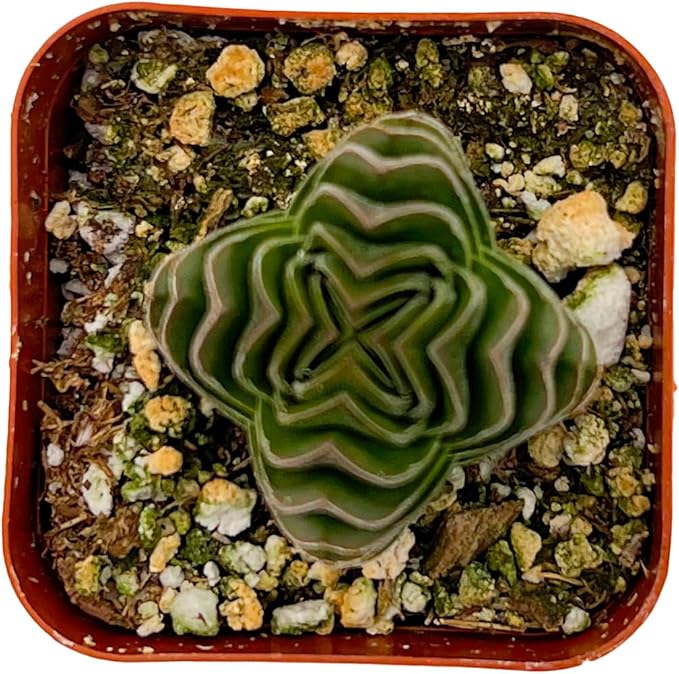 Sprout N Green Crassula cv. Buddha's Temple, Live Succulent Plant Fully Rooted in 2" Pots with Soil Mix, Real Houseplant for Indoor Outdoor Home Office Wedding Decoration Party Favor