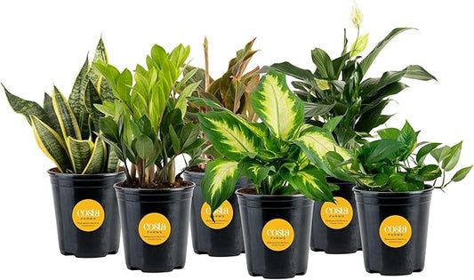 Costa Farms Live Indoor Plant Variety Pack in Plastic Pots, Easy to Maintain, Air Purifying Houseplants, Home, Room, or Office Decor, House Warming or Birthday Gift, 12-24 Inches Tall, Pack of 6