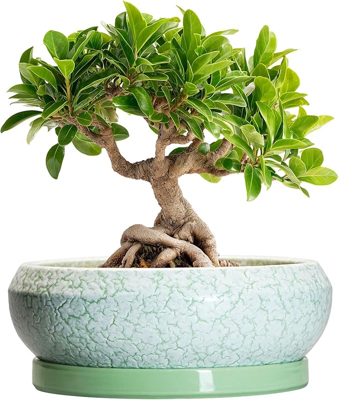 EPFamily Bonsai Pots Ceramic - 8 Inch Succulent Pots Indoor Outdoor, Shallow Planters with Drainage Hole and Tray, Ceramic Planter Bowl, Round Planter, Apartment Decor, Gifts for Plant Lovers, Green