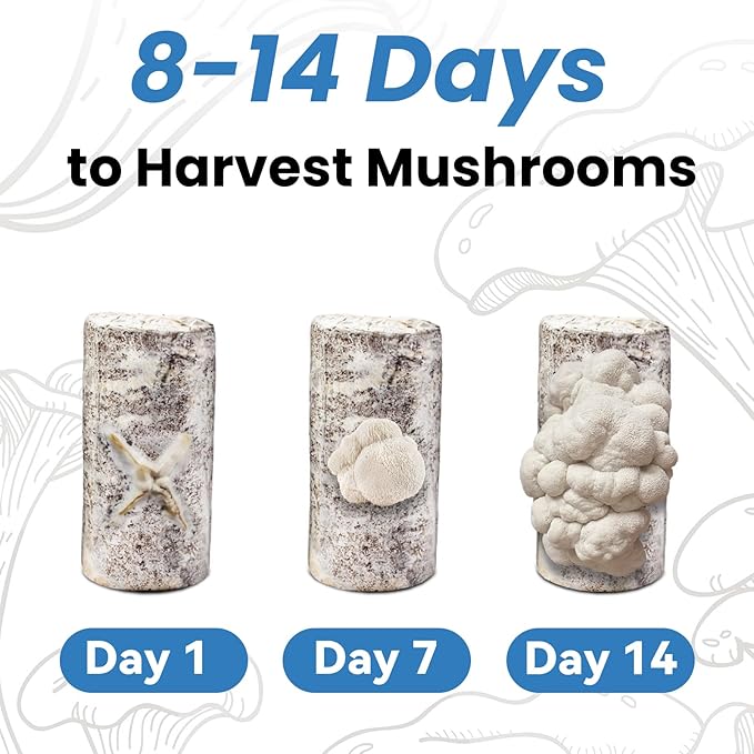 USA Organic 4lbs Lions Mane Mushroom Growing Kit, Double-Side Mushroom Grow Kit Indoor, Harvest Gourmet Mushrooms in 10 Days, Top Gardening Gift, Holiday Gift