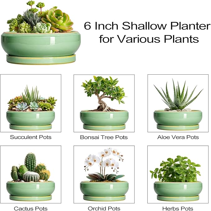 Succulent Pots 6 Inch - Ceramic Bonsai Pots for Indoor Outdoor, Shallow Ceramic Planters with Drainage Hole and Saucer, Round Small Bonsai Tree Pot, Home Decor, Plant Lover Gift, Light Green