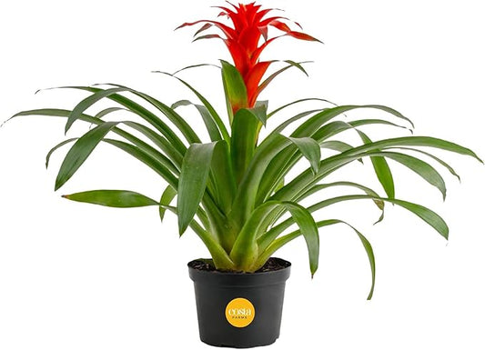 Costa Farms Bromeliad Live Plant | Blooming Flowers, 20-Inches Tall | Live Indoor Houseplant in Garden Flower Pot | Color Varies | Housewarming Gift | Home, Office and Room Decor