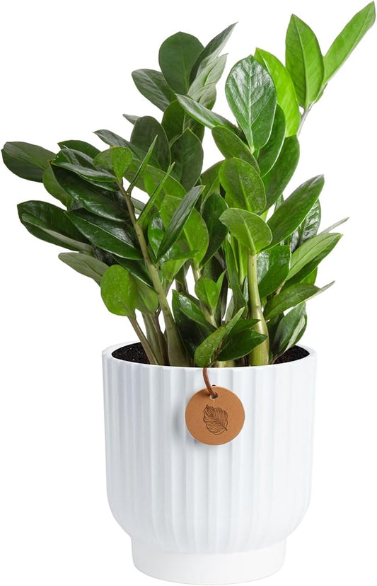 Costa Farms ZZ Live Plant in Decorative Pot, Easy to Maintain, Air Purifying Indoor Houseplant, Perfect for Home, Room, or Office Decor, Great House Warming or Birthday Gift, 12-20 Inches Tall