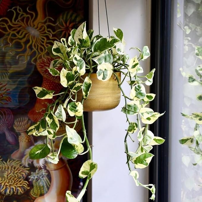 White Green Pothos Plant, Fully Rooted Live Indoor Houseplant, 3 Inc Pot