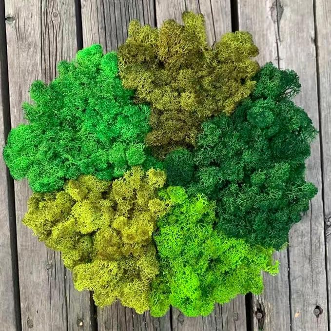prefleur Preserved Reindeer Moss Natural Green DIY Kit Gardenning Art Wall Decor Florist Decor Easter Table Decor Wedding