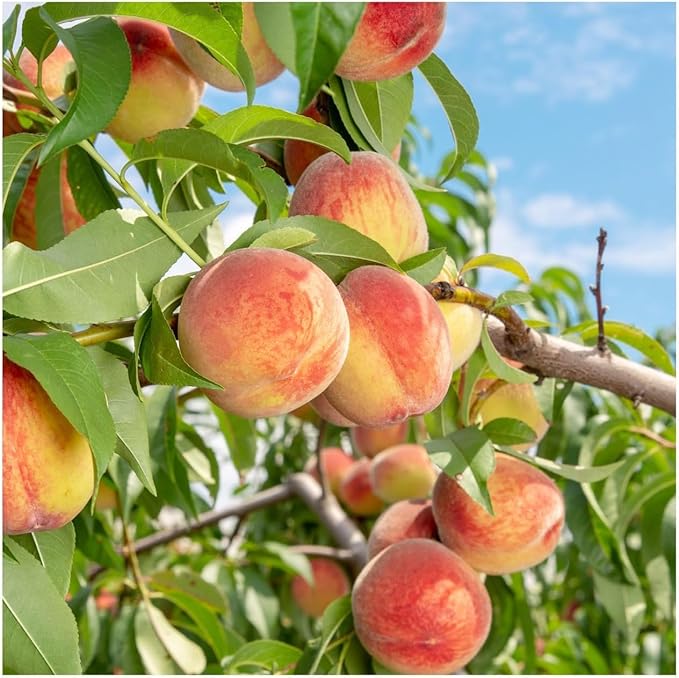 Peach Tree Seeds 5pcs – Sweet Juicy Fruit Variety – Non-GMO Hardy, Fast-Growing Fruit Tree for Home Gardens, Orchards & Pots